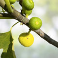 Fig Tree Cuttings Set 6 Pcs Atreano Variety Live Plant with Large Yellow Fruit High Yield Bare Root Starter