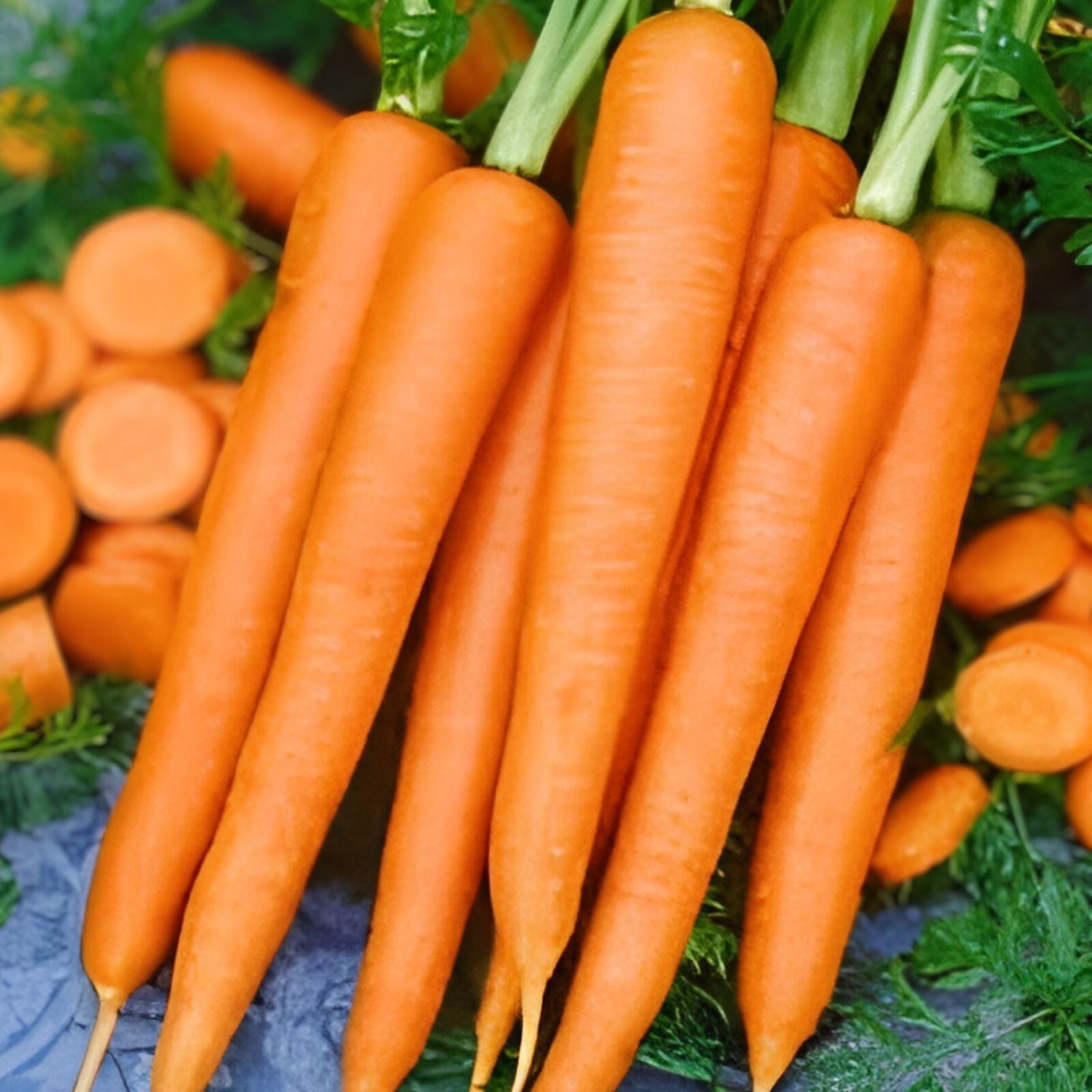 Heirloom Carrot Seeds Danvers Half Long Variety 50+ Live Plant Starter Seeds for Salads Daucus carota