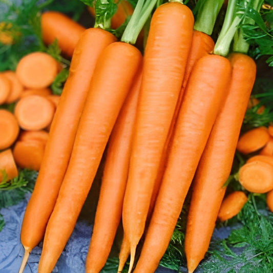 Heirloom Carrot Seeds Danvers Half Long Variety 50+ Live Plant Starter Seeds for Salads Daucus carota