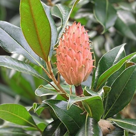 Magnolia grandiflora Seeds 10 Pink White Flowers Live Plant Cutting Bare Root Starter Garden Tree