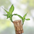 Lucky Bamboo Desk Planter with Panda | Thick Trunk Brazil Willow | Dracaena sanderiana Indoor Plant