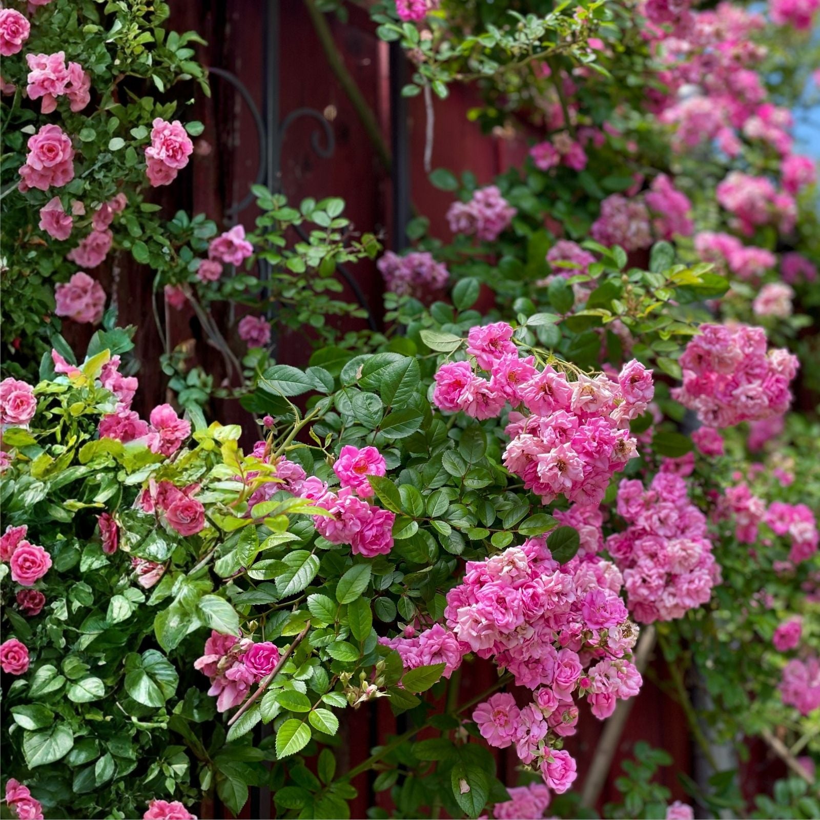 Peggy Martin Rose Cuttings 10 Inch Climbing Rose Rosa Peggy Martin Garden Flowering Hardy Plant