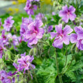 Purple Geranium Starter Cuttings 3 Pack No Roots Pelargonium spp. Garden Planting Supplies - Fast Growing