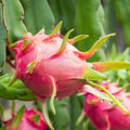 Dragon Fruit Cutting Hylocereus undatus Edible Cactus Plant Propagation Starter Plant