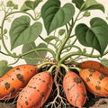 Philodendron Micans Cuttings 4 Pack – Velvet Leaf Green & Bronze – Live Houseplant Propagation, Starter Plant, Houseplant