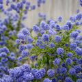 Ceanothus Live Plant Cuttings California Lilac Shrub 6" Unrooted Garden Landscaping Houseplant