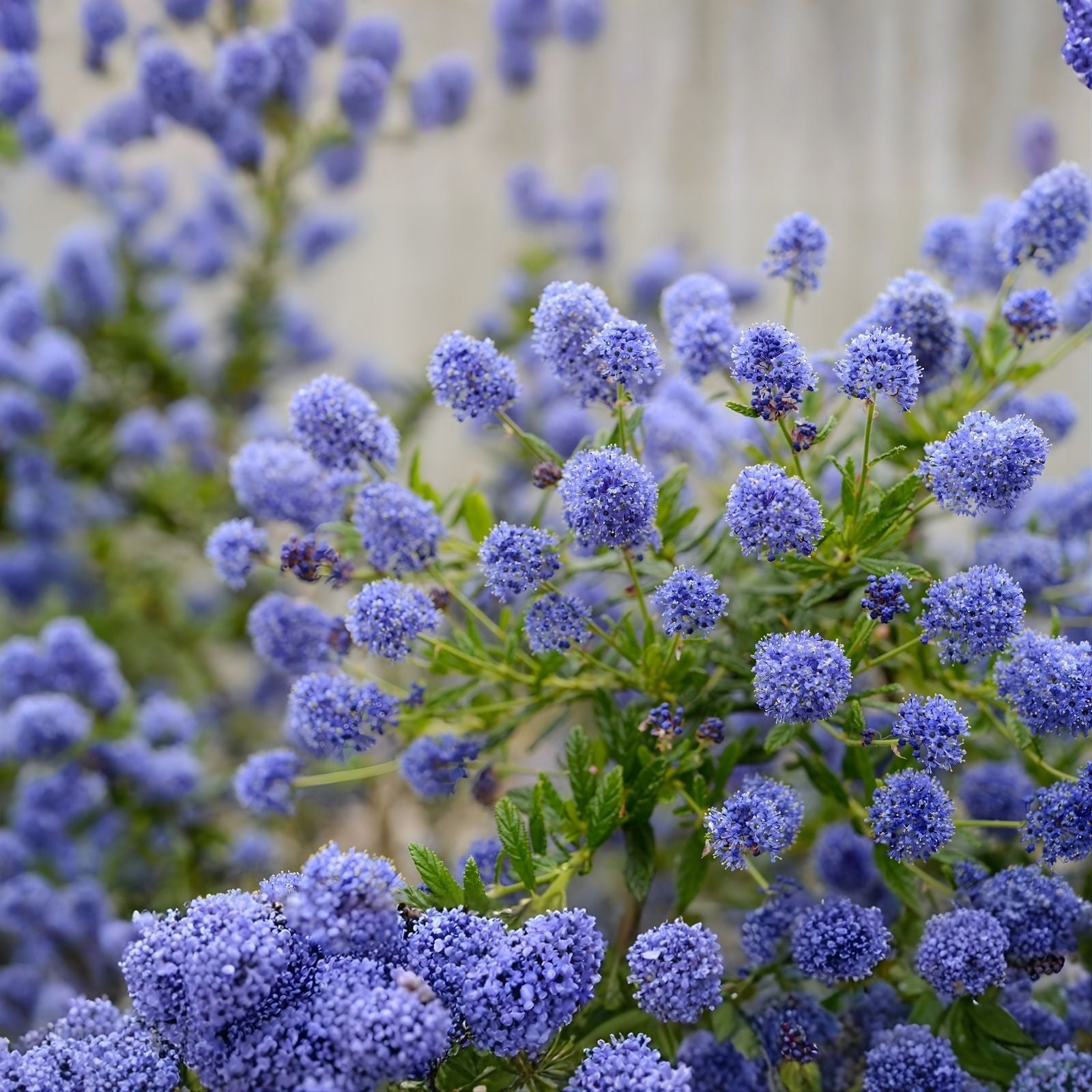 Ceanothus Live Plant Cuttings California Lilac Shrub 6" Unrooted Garden Landscaping Houseplant