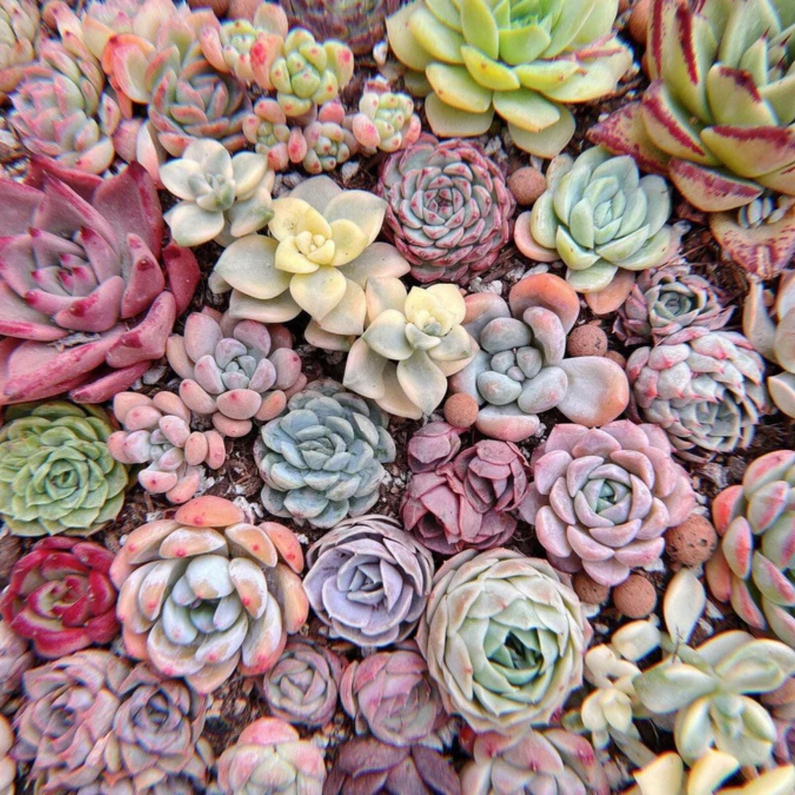 Sedum Little Missy Bicolor Succulent Ground Cover Plant 4-inch Pot Drought Tolerant Low Maintenance Houseplant