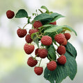 Everbearing Heritage Raspberry Cuttings - 10 Unrooted Rubus idaeus Berry Plants, Fruit-bearing, Live Plant, Starter Plant