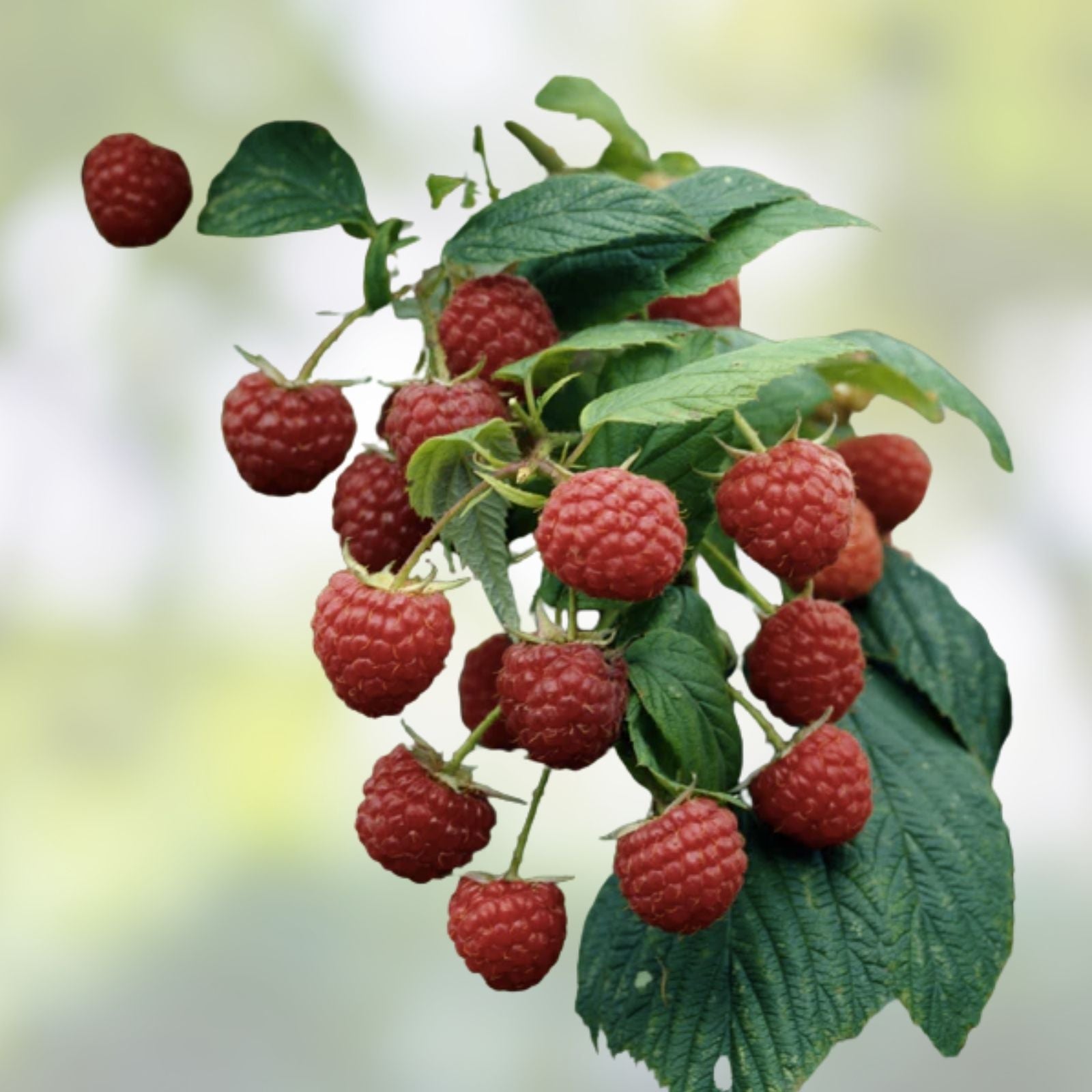 Everbearing Heritage Raspberry Cuttings - 10 Unrooted Rubus idaeus Berry Plants, Fruit-bearing, Live Plant, Starter Plant