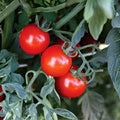 Roma Tomato Live Starter Plants Set of 2, Heirloom, Pesticide-Free, Solanum lycopersicum, Vegetable Garden, Organic Tomato Plants