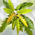Rare Philodendron Ring of Fire Live Plant 4-inch Pot Variegated Tropical Aroid Houseplant