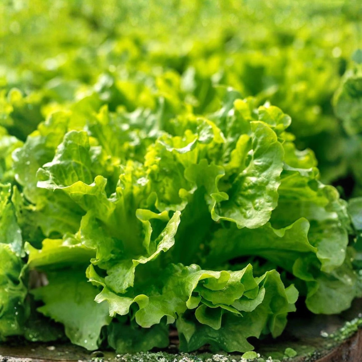 Leaf Lettuce Seeds 1000 Count – Organic Non-GMO Heirloom Vegetable Seeds for Home Garden, Salad Greens, Starter Plants