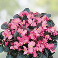 Live Pink Begonia Plant – Easy Care with Bright Pink Flowers – Begonia spp. – Fast Shipping
