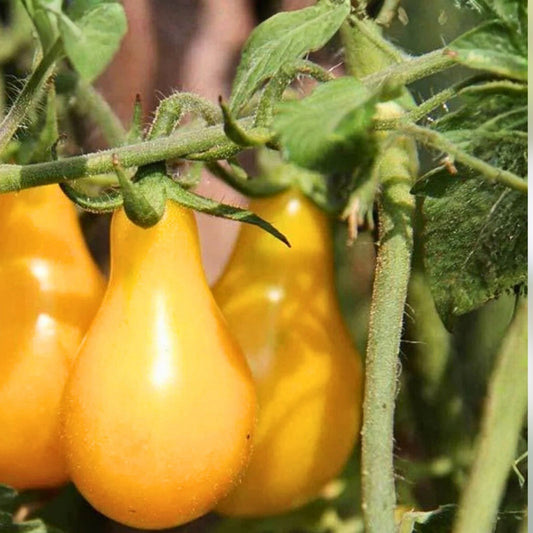 Yellow Pear Tomato Seeds – Heirloom Non-GMO Starter Plants, Live Plant, Cutting, Bare Root, Houseplant, 500+ Seeds