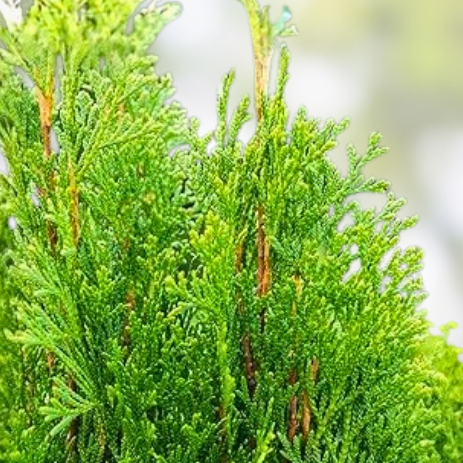 Emerald Green Arborvitae Live Bare Root Plant – Thuja occidentalis Hedge Privacy Screen Tree