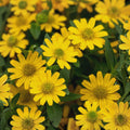 Creeping Zinnia Seeds, Zinnia Profusion Series, Ground Cover, Drought Tolerant, Easy to Grow, Bulk 500 Seeds