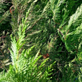 Leyland Cypress Cuttings 75 Fresh Unrooted Clippings for Rooting Cupressocyparis leylandii Garden Planting
