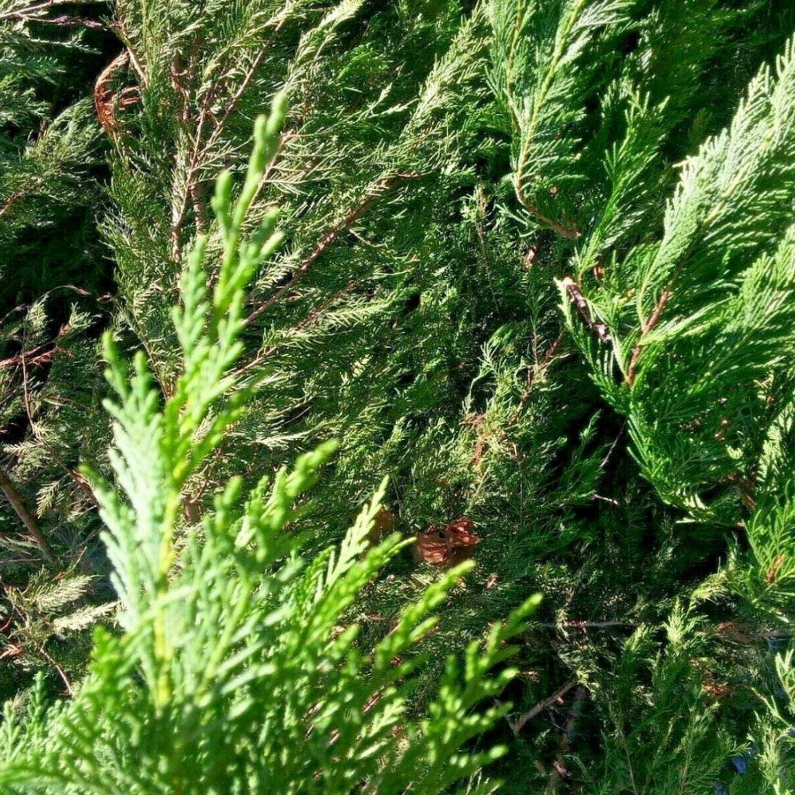 Leyland Cypress Cuttings 75 Fresh Unrooted Clippings for Rooting Cupressocyparis leylandii Garden Planting
