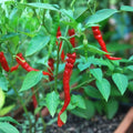 Cayenne Pepper Seeds Long Red Thin Heirloom Non-GMO Capsicum annuum Vegetable Seeds 20+