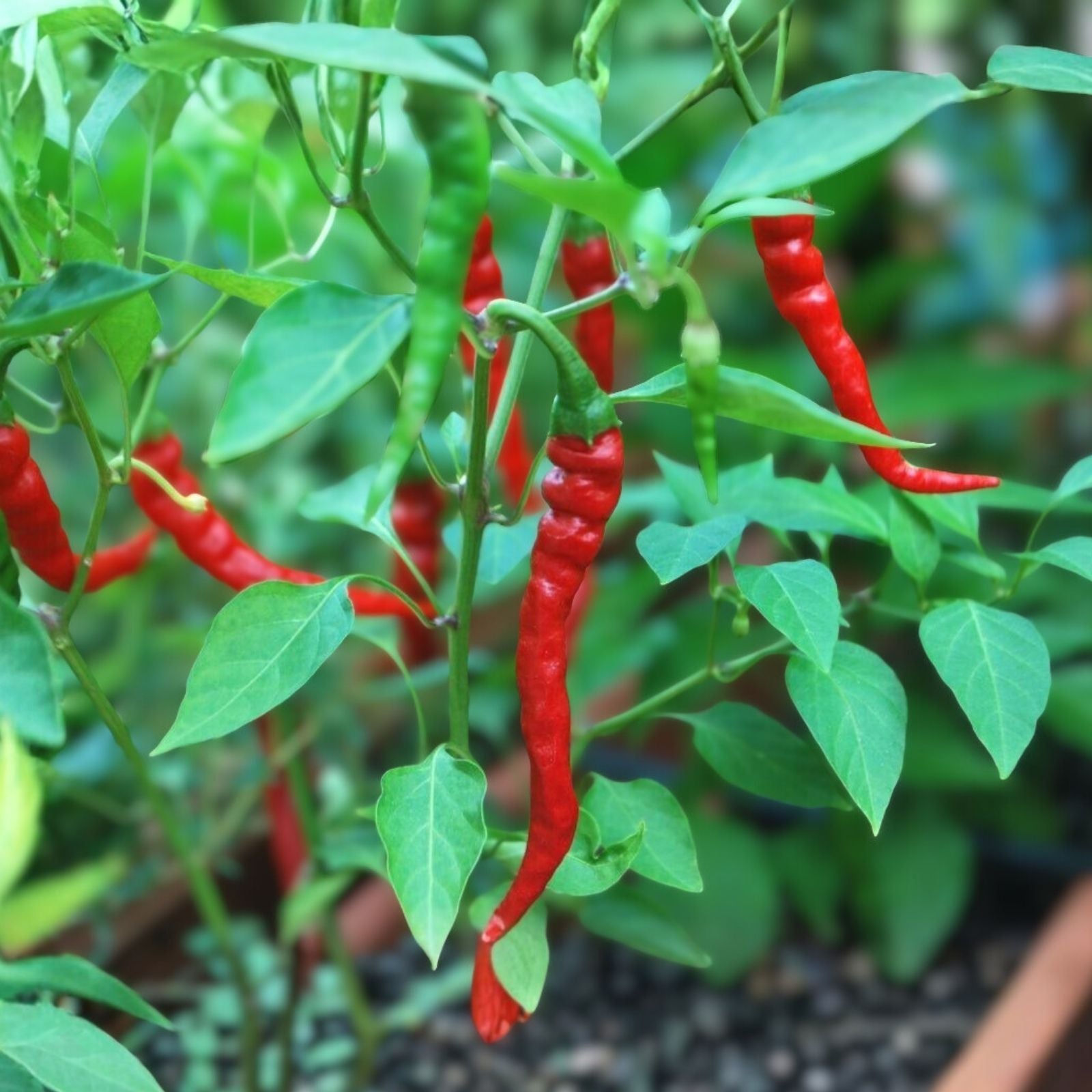 Cayenne Pepper Seeds Long Red Thin Heirloom Non-GMO Capsicum annuum Vegetable Seeds 20+