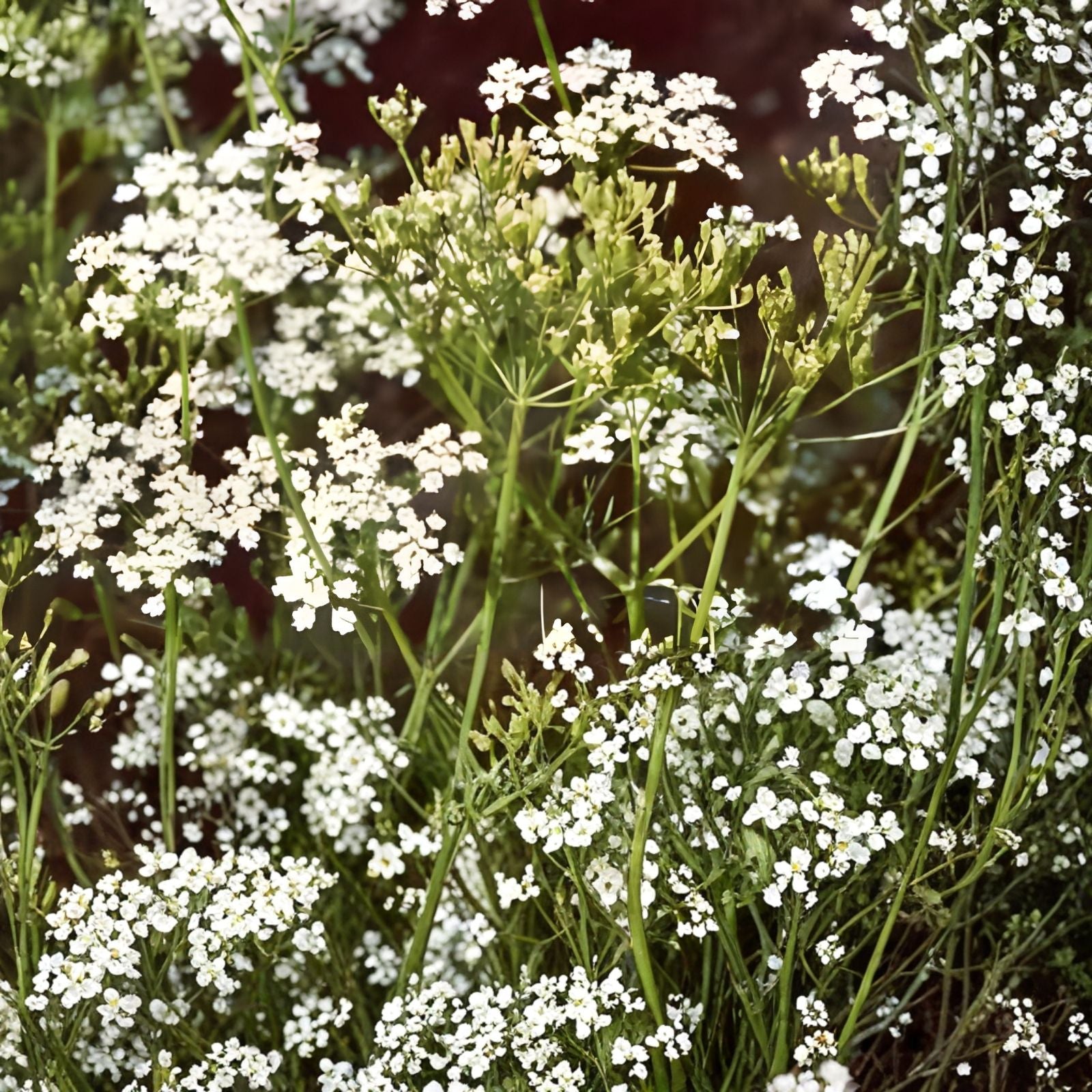 Texas Early Grano Onion Seeds 500 Heirloom Short Day Vidalia Type Allium cepa Garden Seeds