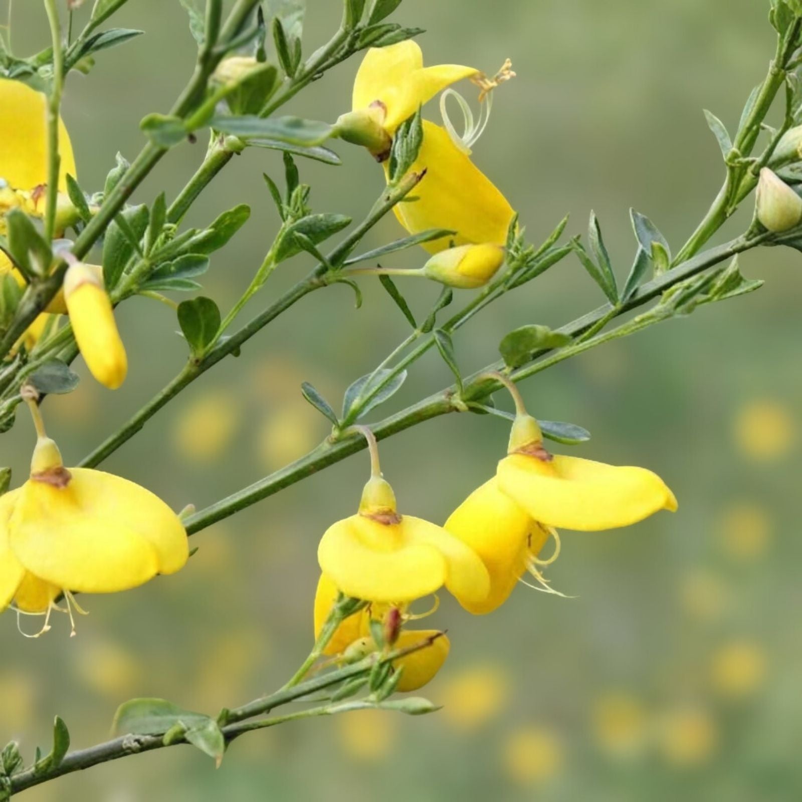 Scotch Broom Seeds 30 Pack Vibrant Yellow Blooms Cytisus scoparius for Garden Shrubs Easy to Grow
