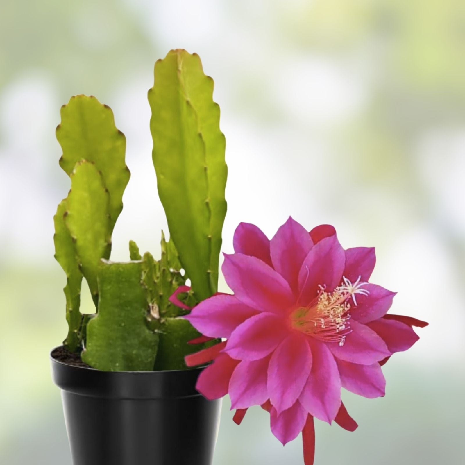 Epiphyllum Fayette Orchid Cactus Unrooted Cuttings 8-10 Inches Long for Plant Enthusiasts - Fast Shipping