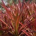 Dracaena Marginata Cuttings Madagascar Dragon Tree Live Indoor Plant Propagation Houseplant Starter