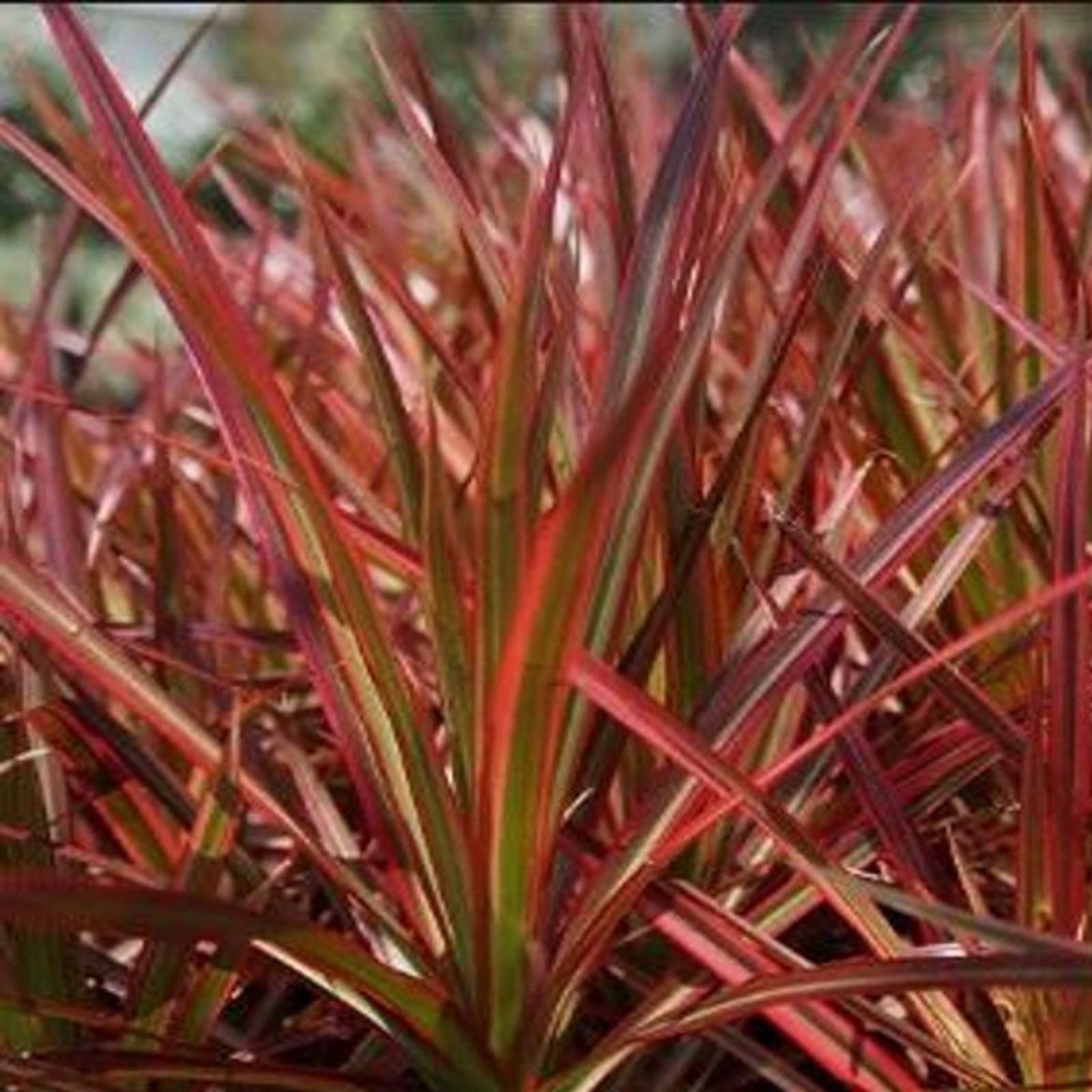 Dracaena Marginata Cuttings Madagascar Dragon Tree Live Indoor Plant Propagation Houseplant Starter