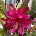 Epiphyllum Orchid Cactus Cutting, Fuchsia Succulent, Live Plant, Houseplant, Starter, Bare Root, Unrooted Plant