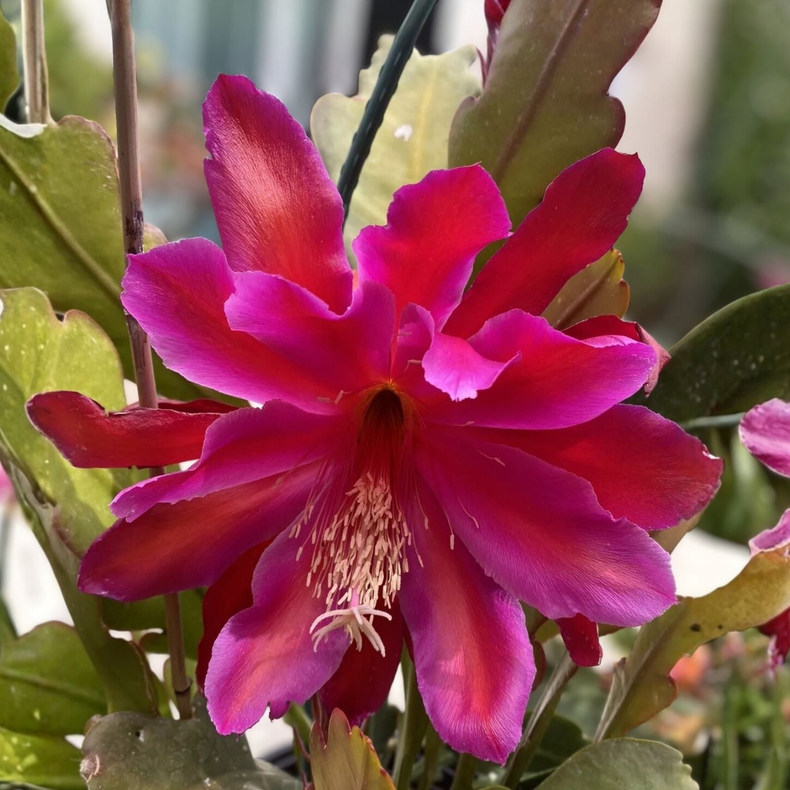 Epiphyllum Orchid Cactus Cutting, Fuchsia Succulent, Live Plant, Houseplant, Starter, Bare Root, Unrooted Plant