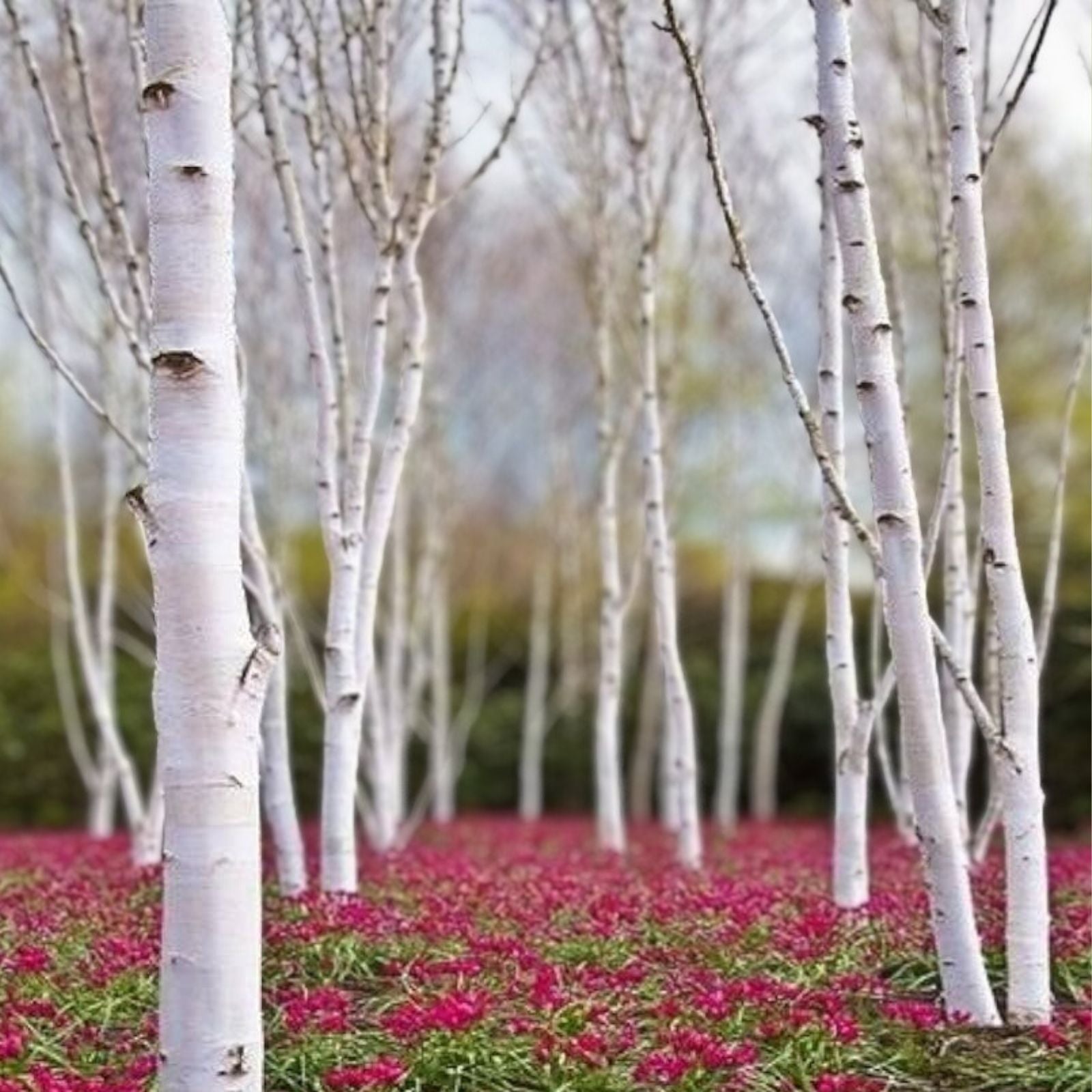 White Paper Birch Tree Seeds | Betula papyrifera | Live Plant Seeds for Garden, Fast-Growing, Hardy, Decorative Tree, Starter Plant