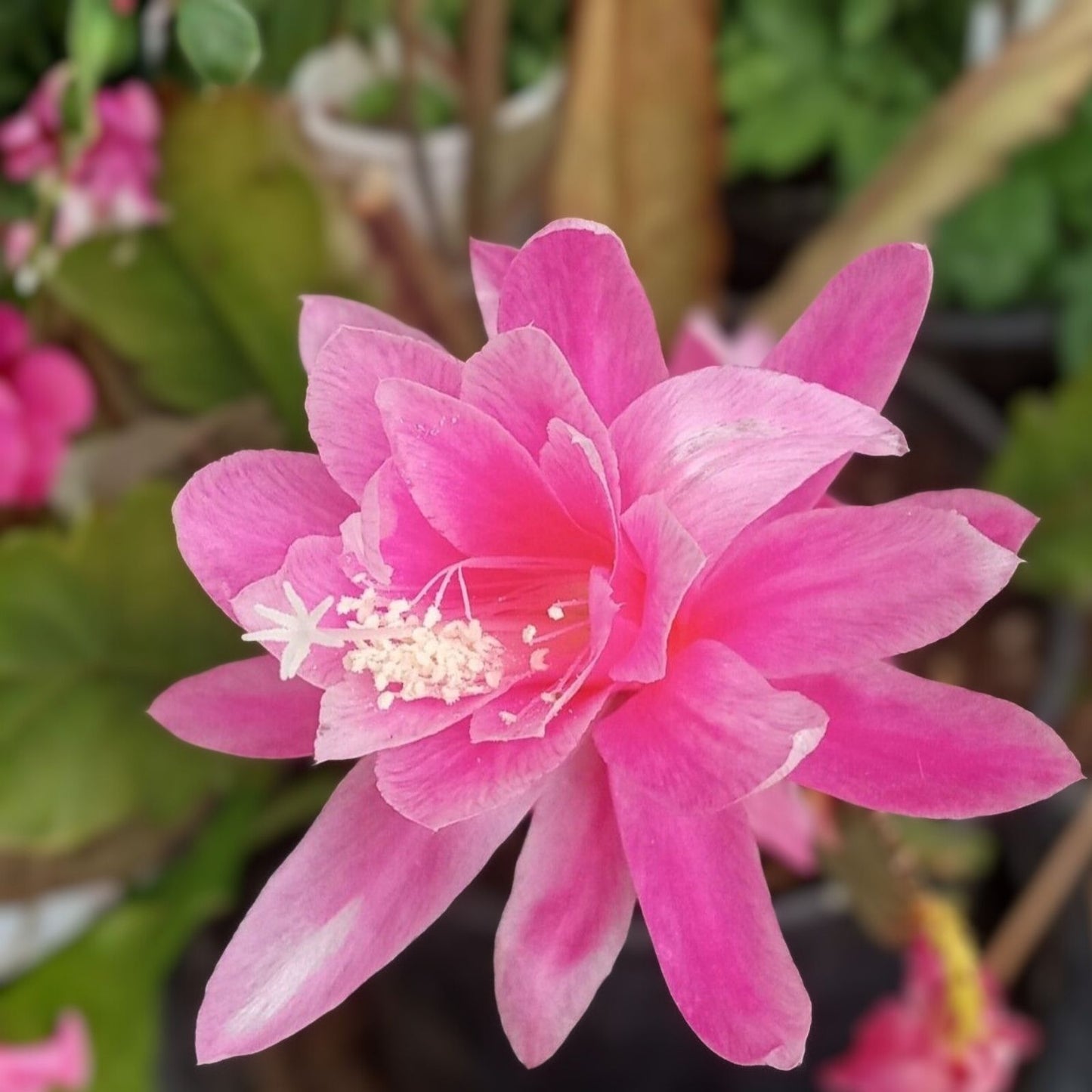 Epiphyllum All That Jazz Orchid Cactus Cutting Rare Succulent Houseplant Live Plant Starter