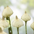 Beargrass Seeds 100+ White Torch Lily Xerophyllum tenax Perennial Wildflower for Garden Landscaping
