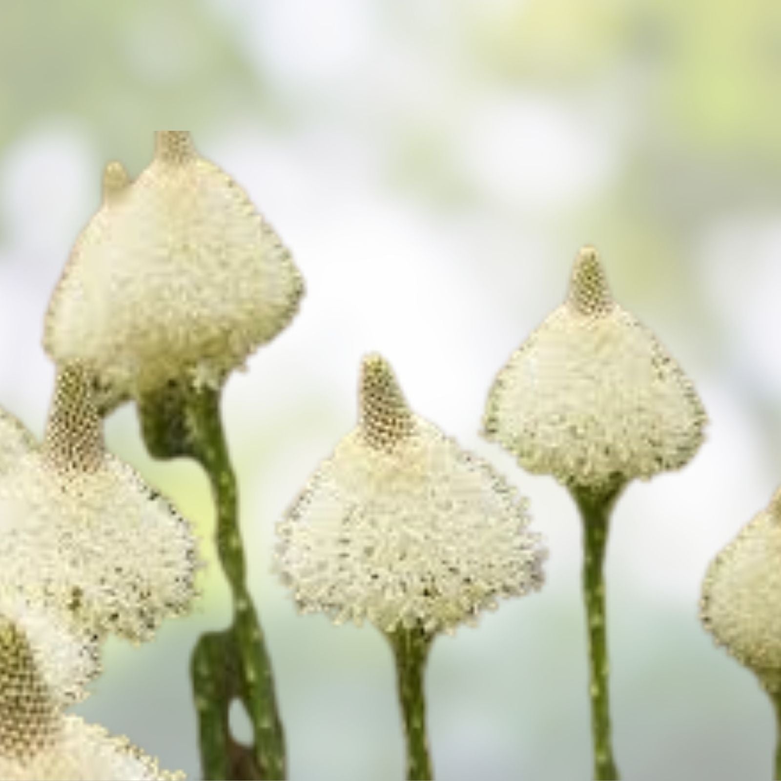 Beargrass Seeds 100+ White Torch Lily Xerophyllum tenax Perennial Wildflower for Garden Landscaping
