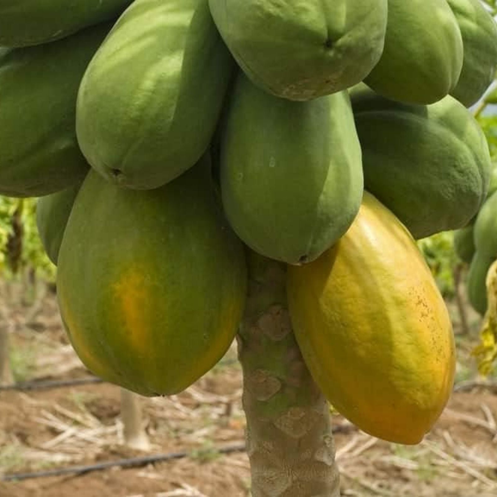 Red Heart Creamy Papaya Seeds – 50 Carica papaya Fruit Plant Seeds for Garden, Edible, Starter Plant