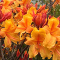 Aromi Azalea Starter Plant - Tipsy Tangerine Deciduous Rhododendron for Garden or Container, Small Dormant Plant