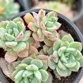 Succulent Cuttings Alice Evans Rosettes Sedum Stonecrop Live Plant for Gardens and Arrangements