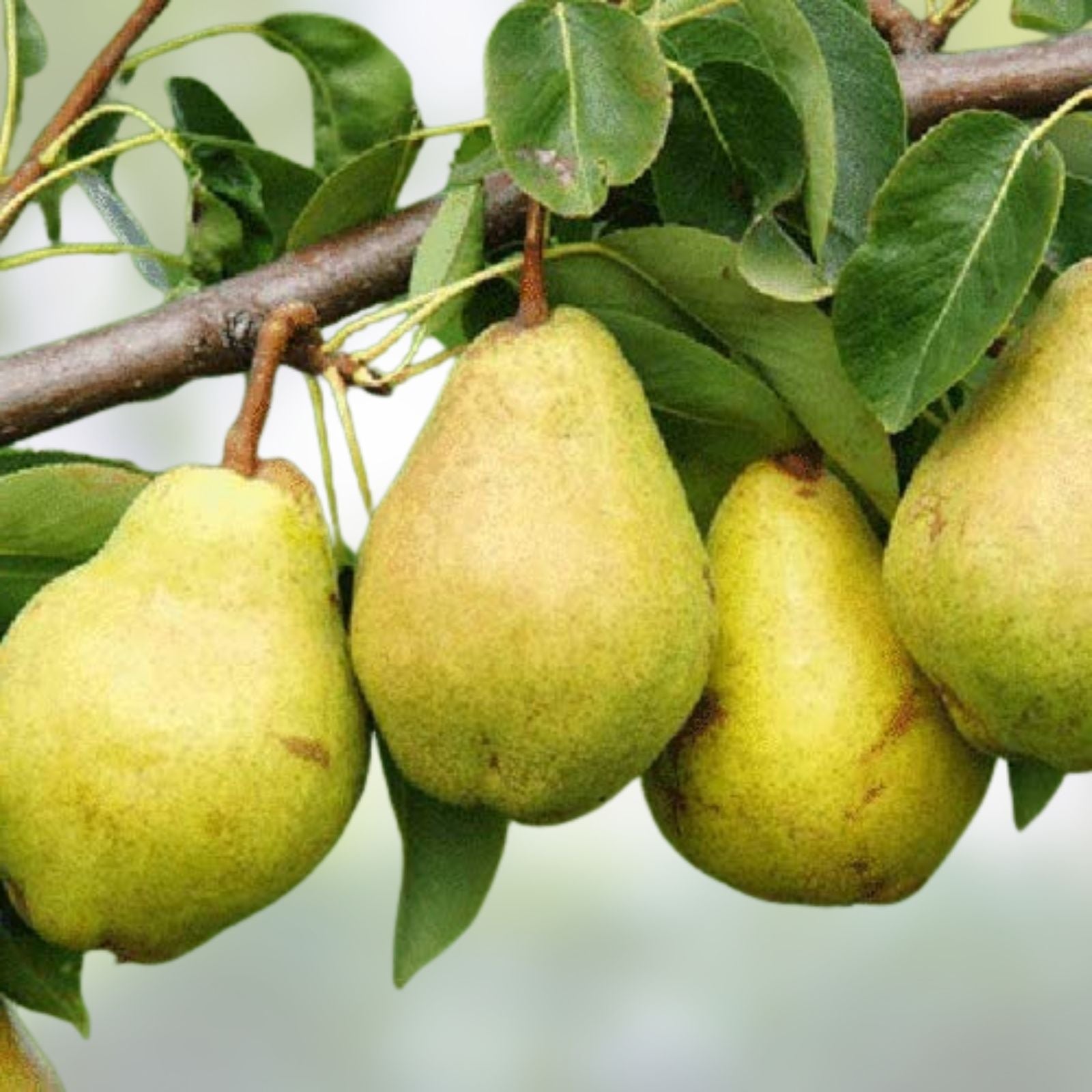 Warren Pear Tree Cuttings Pyrus communis Fruit Tree Grafting Live Plant Starter Bare Root