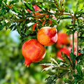 Parfianka Pomegranate Tree Live Plant Cutting 13-20" Fruit Bearing Punica granatum Garden Landscaping