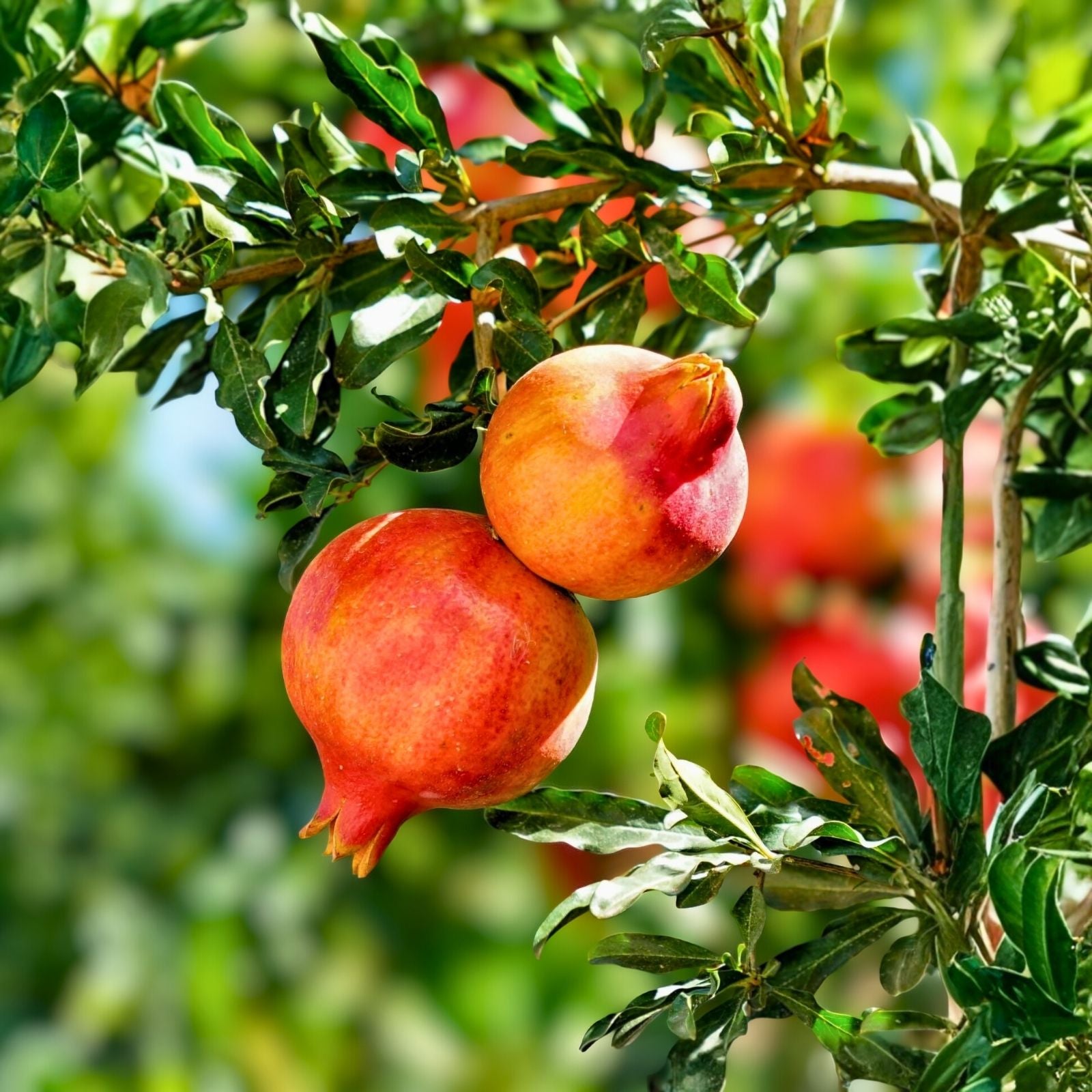 Parfianka Pomegranate Tree Live Plant Cutting 13-20" Fruit Bearing Punica granatum Garden Landscaping