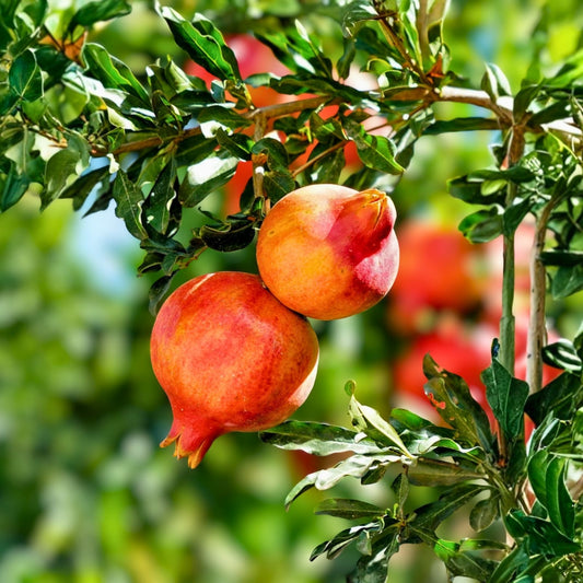 Parfianka Pomegranate Tree Live Plant Cutting 13-20" Fruit Bearing Punica granatum Garden Landscaping