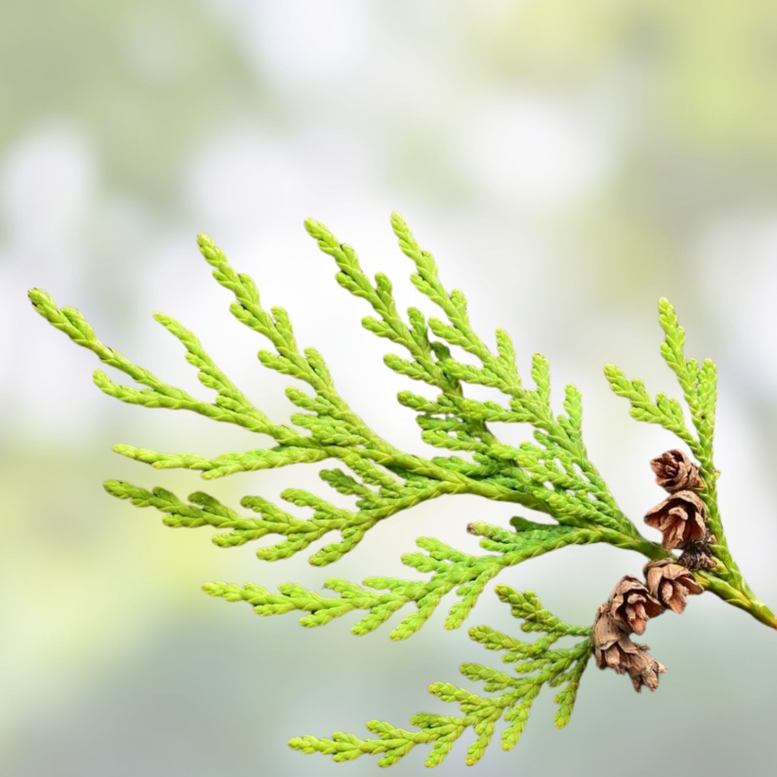 Western Red Cedar Tree Seeds 50 Pack, Thuja plicata, Evergreen Native Conifer Seeds for Planting, Long-Lived, Easy to Grow