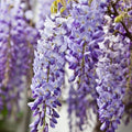 Wisteria Live Plants - 2 Rooted Vines - Purple Flowering Wisteria sinensis Climbing Garden Vine - Fast Shipping