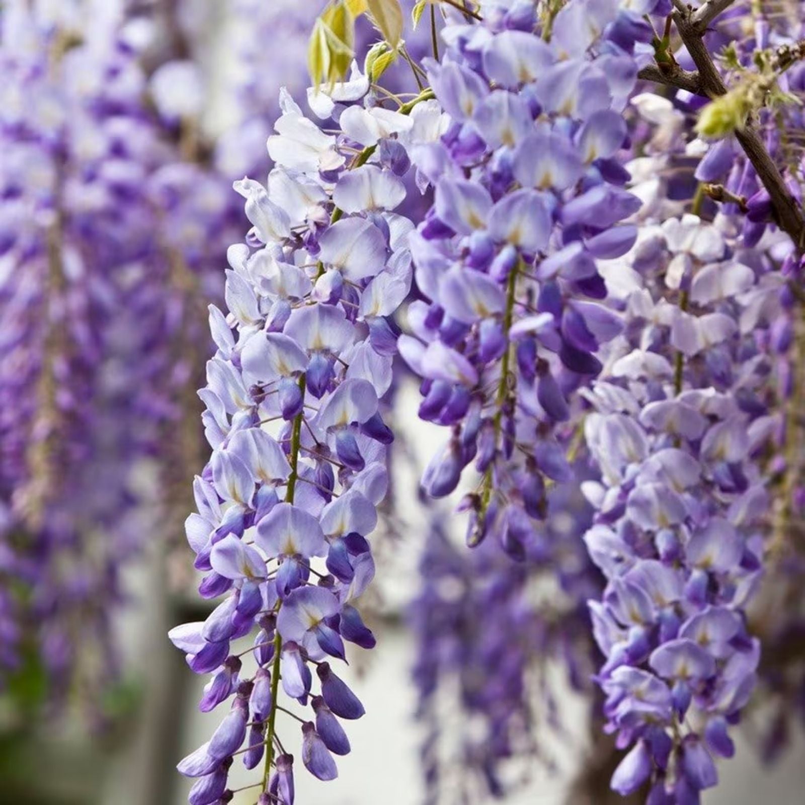 Wisteria Live Plants - 2 Rooted Vines - Purple Flowering Wisteria sinensis Climbing Garden Vine - Fast Shipping