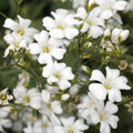 Baby's Breath Seeds Gypsophila paniculata Organic Cutting Garden Starter Pack 200 Seeds USA Grown Free Shipping