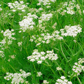 Caraway Herb Seeds 100+ | Organic Non-GMO Culinary Herb | Carum carvi | Herb Garden Starter Plant, Cooking, Gourmet