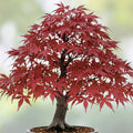 Red Japanese Maple Bonsai Seeds - 20 Pack, Acer palmatum, Ornamental Dwarf Tree for Indoor and Outdoor Garden Cultivation