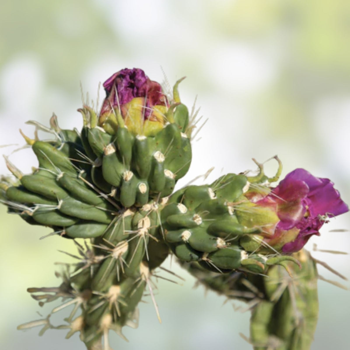 Cylindropuntia imbricata Cuttings 3 Pack | Tree Cholla Cactus | Drought Tolerant Succulent Plants | 4-6” Long